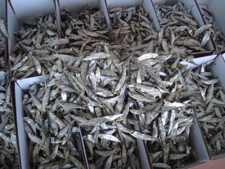 Dried herring
